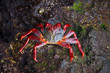 red ocean crab on the rock