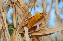 Closeup Of Mature Yellow Cob Of Sweet Corn On The Stalk. Field Of Corn Ready For Harvest