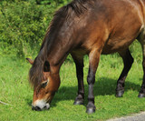 Fototapeta Konie - Wild exmoor pony