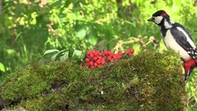 Great Spotted Woodpecker On A Stump Overgrown With Moss. 