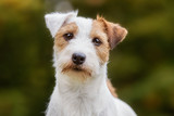 Fototapeta Zwierzęta - Jack Russel Terrier dog