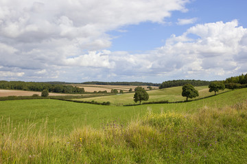 Wall Mural - english landscape and wildflowers