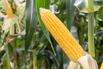 Wall Mural - corn cob on agriculture field