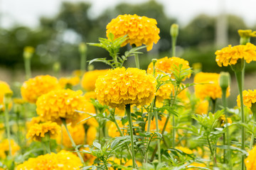 Wall Mural - yellow marigold flower