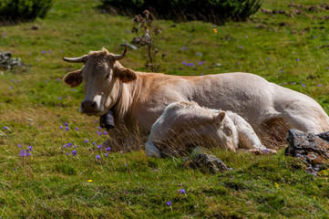 Wall Mural - vache et son veau.