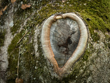 Knothole Of An Old Tree In The Shape Of A Heart
