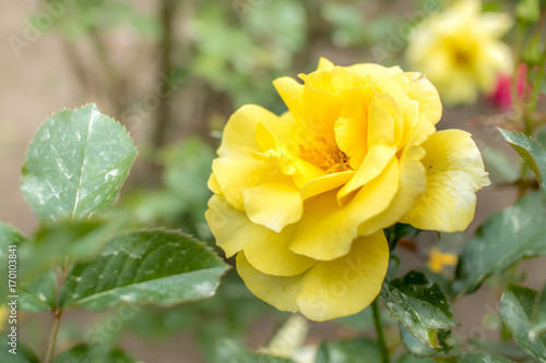 Sun Flare; Floribunda Rose, Yellow Rose Originally Produced by the Breeder Warri Poster Mural XXL