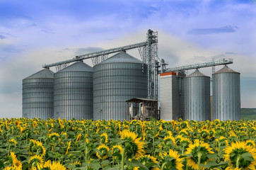 Wall Mural - Silo . Field with sunflowers .