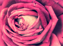 Closeup Of Bloom Pastel Red Rose. Beautiful Pattern Of Rose Petals.
