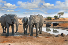 Elephants And Buffalo At A Waterhole In Hwange National Park With A Nice Blue Cloudy Sky, Zimbabwe