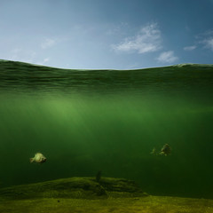 Wall Mural - underwater, fishing background with copy space