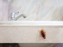 Close-up Image Of Cockroach In House On Background Of Water Closet.