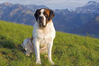 Saint Bernard Dog sitting in meadow with Swiss Alps in background