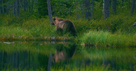 Wall Mural - young and scared brown bear cub running free in a swamp