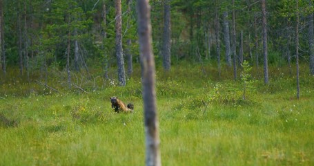 Wall Mural - adult wild wolverine walking free in the forest
