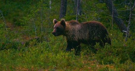 Wall Mural - young brown bear walking free in the forest looking for food