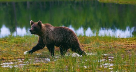 Wall Mural - young and scared brown bear cub running free in a swamp