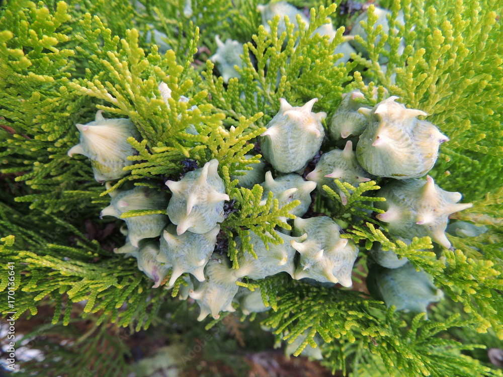 Stock-Foto Weibliche Thuja mit Frchten / Zapfen | Adobe Stock