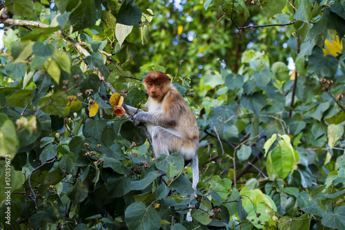 Young Proboscis Monkey Canvas Print