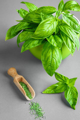 Wall Mural - Fresh juicy aromatic herbs basil and dried spices on a gray background with copy space