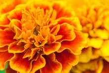 Orange And Yellow Marigold Flowers In The Garden (closeup)