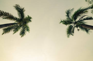 two palm trees and sky under view or ant view. freedom, travel, relax, holiday concept.