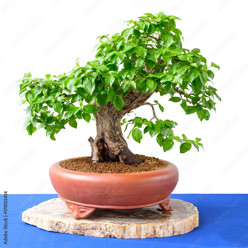 bonsai lemon Meyer Lemon Bonsai Tree