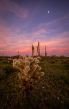 Cholla Cactus Sunset
