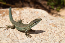 Formentera Wall Lizard