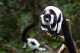Black-and-white ruffed lemur
