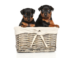 Canvas Print - Pinscher puppies in a wicker basket