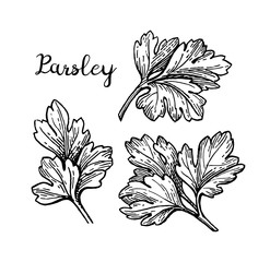Canvas Print - Parsley ink sketch
