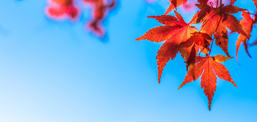autumn leaves, very shallow focus