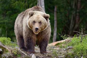 Wall Mural - big brown bear in the forest