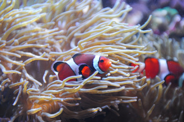 Wall Mural - red clownfish in the coral reef