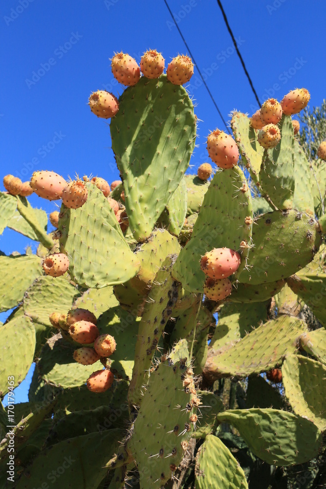 cute cactus Opuntia Rufida Minima main image 0