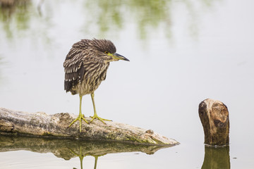 Young Night heron