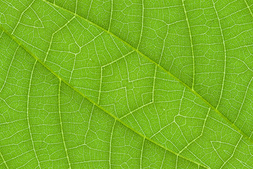 Wall Mural - green leaf texture for pattern and background