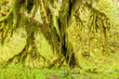 Hoh Rain Forest, Hall of Mosses, Olympic National Park