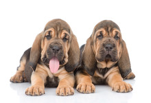 Two Bloodhound Puppies Lying Together. Isolated On White Background