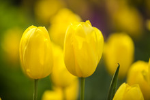 Yellow Tulips In Full Bloom
