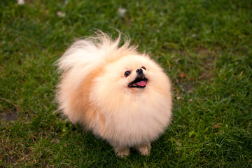 Beautiful smiling dog, pomeranian