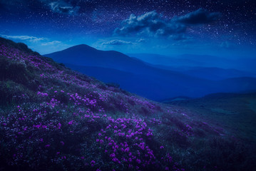 mountain hill covered with meny purple flowers
