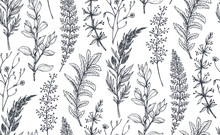 Vector Seamless Pattern With Hand Drawn Herbs And Flowers