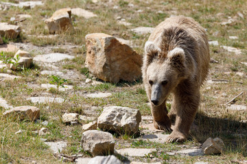 himalayan brown bear (ursus arctos isabellinus)