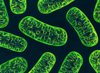 mitochondria. 3d image