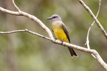 Suiriri (Tyrannus melancholicus) | Tropical Kingbird photographed in Linhares, Espírito Santo - Southeast of Brazil. Atlantic Forest Biome.