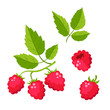 Set of cartoon raspberry with green leaves isolated on white