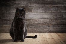 Black Cat On Wooden Background