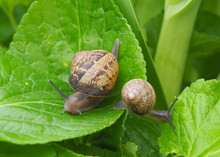 Brown Snails On Broad Green Leaves